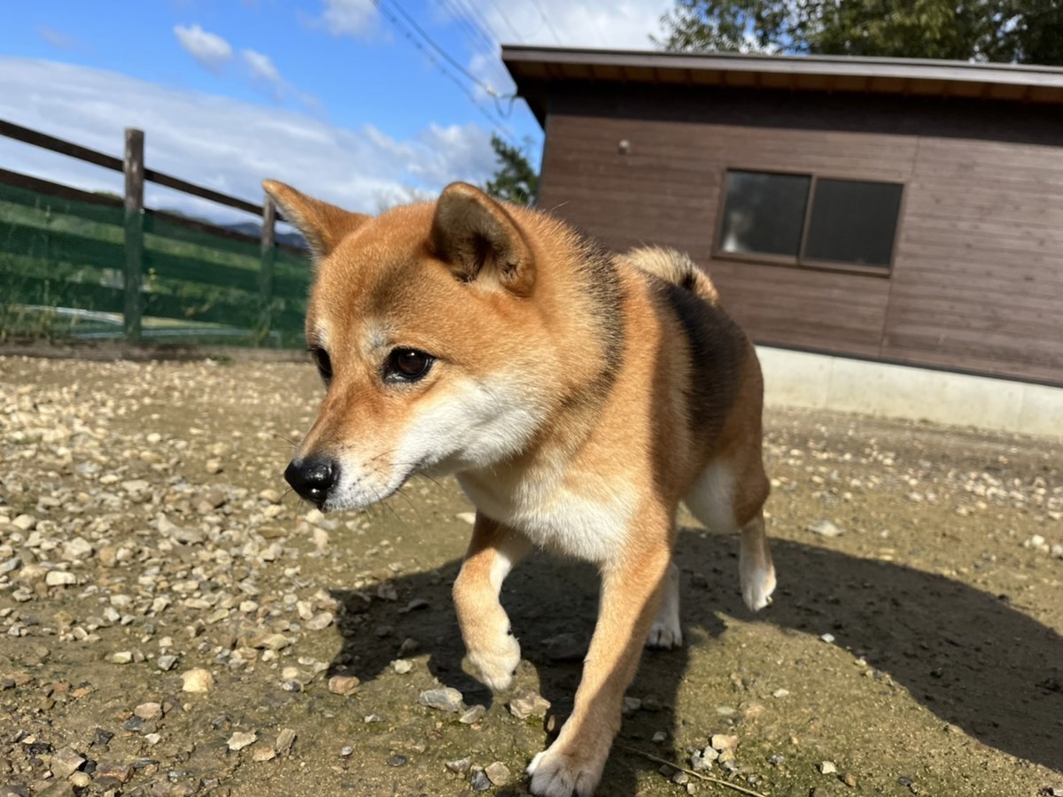 大阪の老犬ホーム