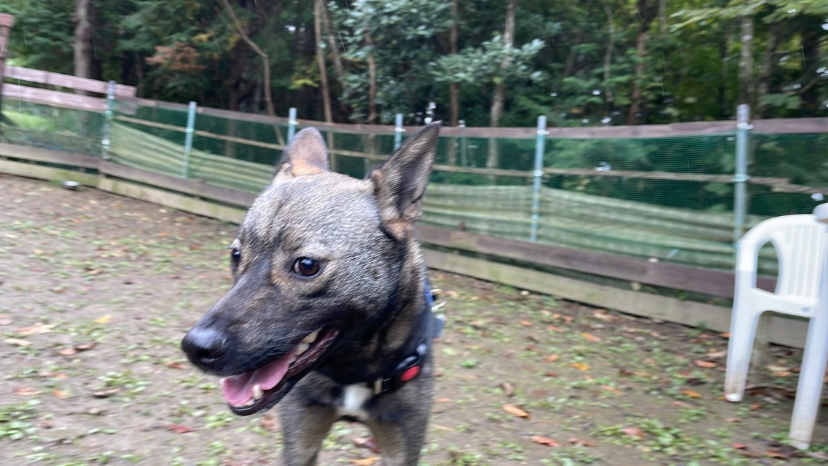 大阪の老犬ホーム