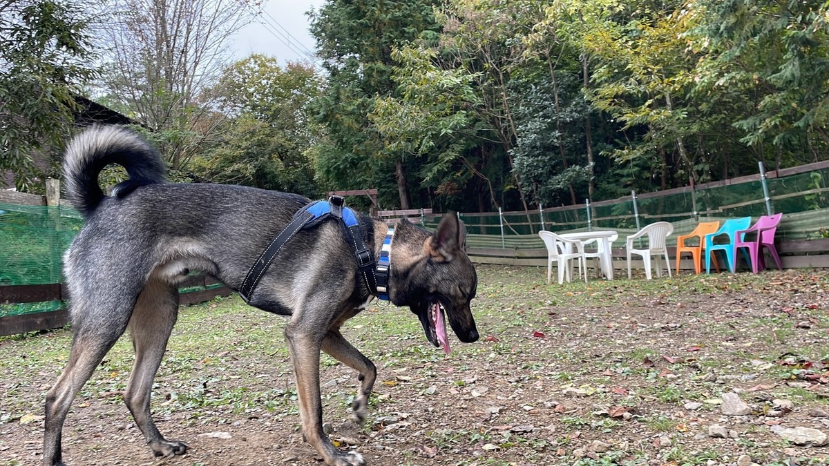 京都の老犬ホーム