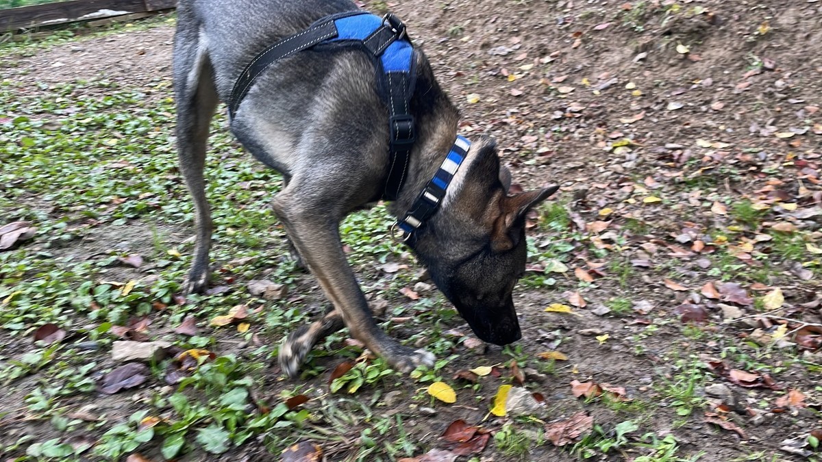 大阪の老犬ホーム