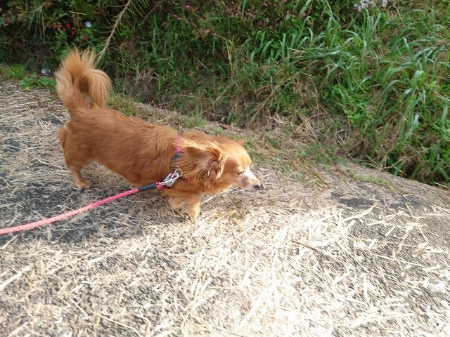 老犬ホーム大阪