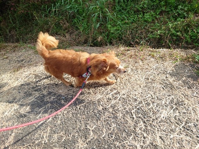 京都の老犬ホーム