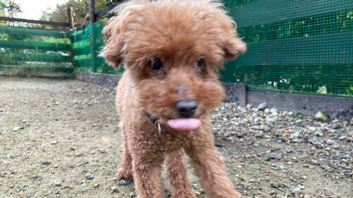 ドッグホテル京都