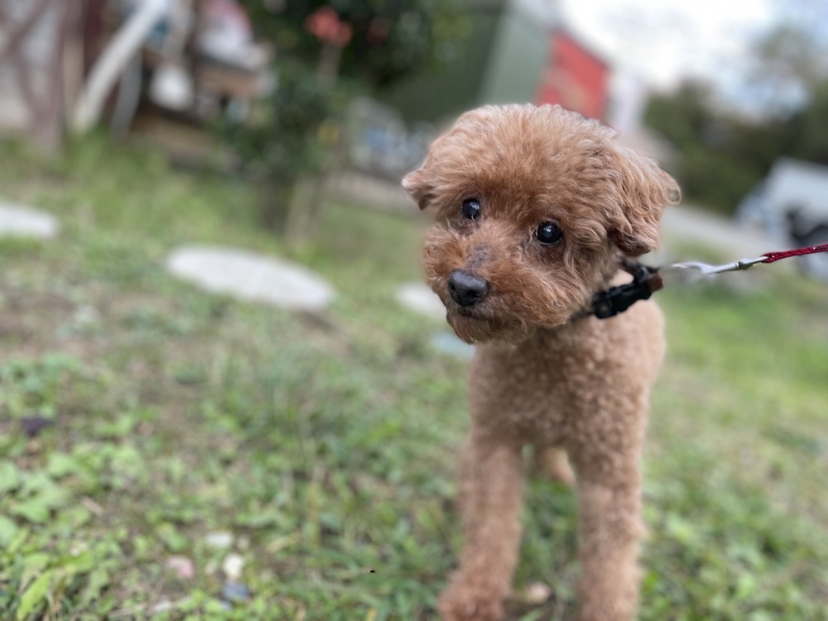 老犬ホーム大阪