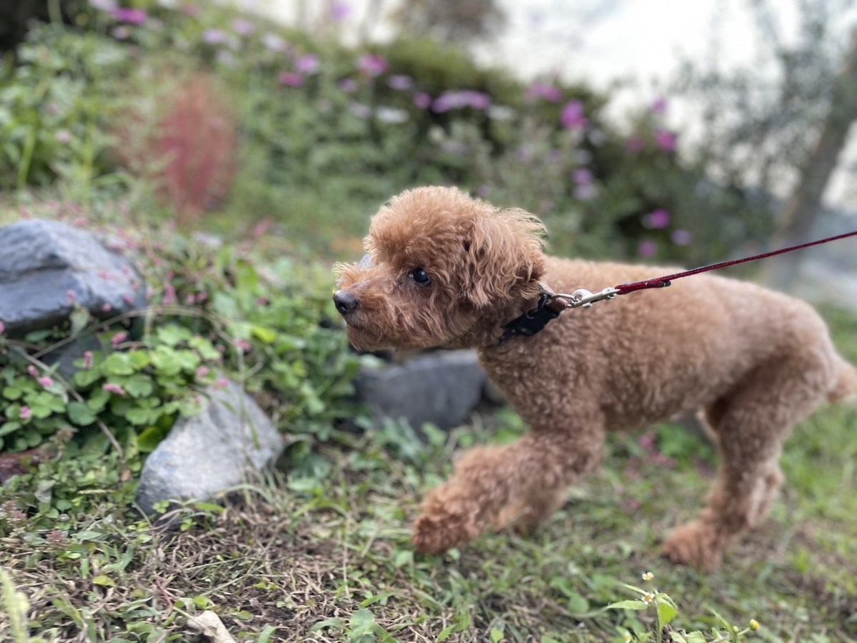 京都の老犬ホーム