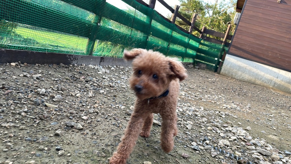 京都のドッグラン