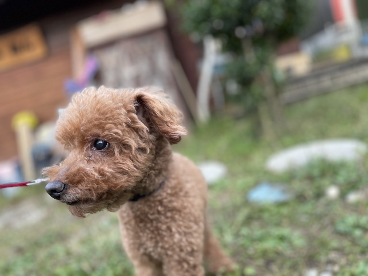 京都のドッグラン
