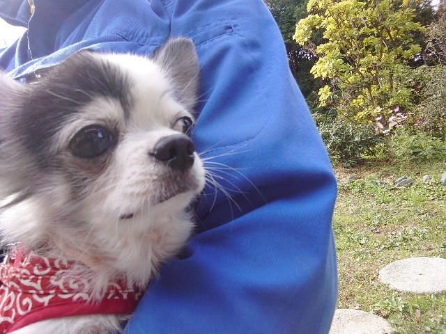 大阪の老犬ホーム