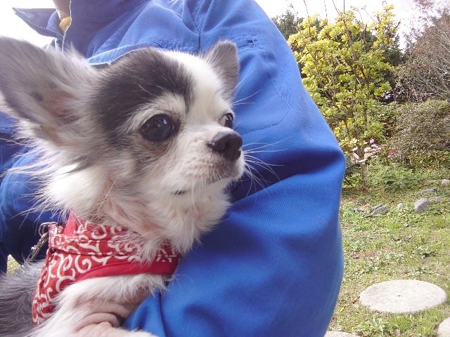 老犬ホーム大阪