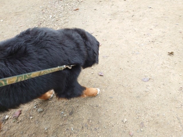 老犬ホーム大阪