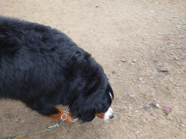 京都の老犬ホーム