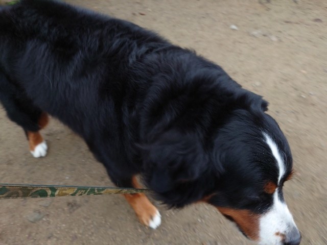 大阪の老犬ホーム