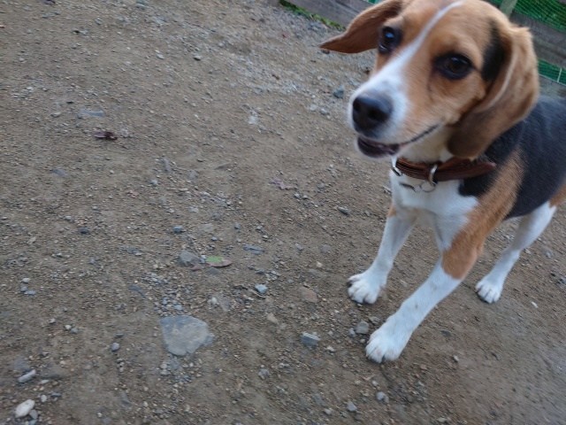 老犬ホーム大阪