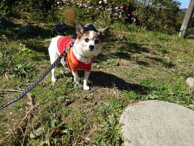 ドッグホテル京都