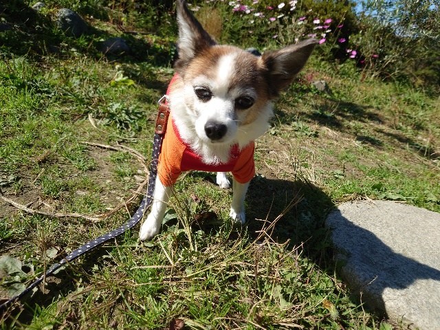 老犬ホーム大阪