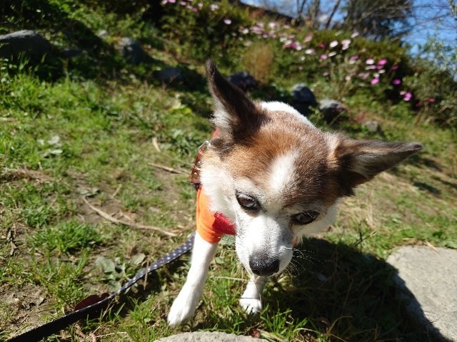 京都の老犬ホーム