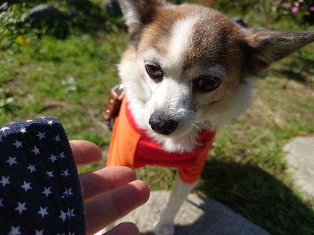 京都のドッグラン