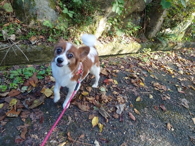 大阪の老犬ホーム