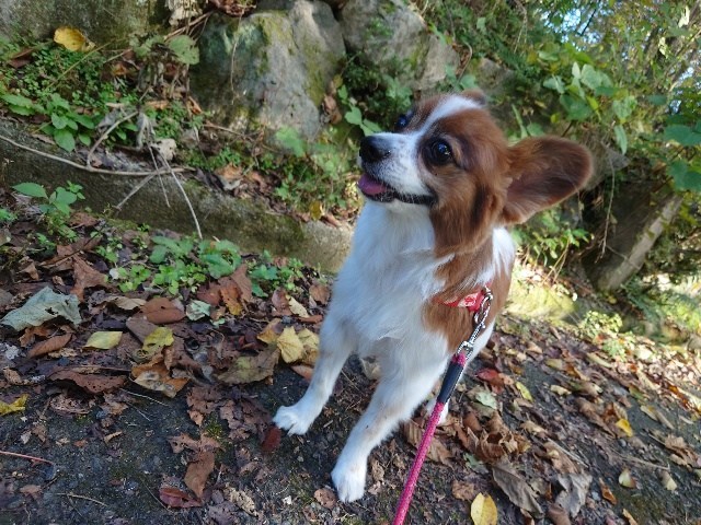 京都の老犬ホーム