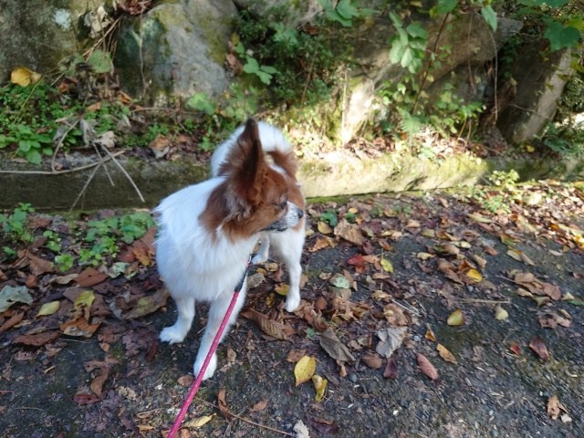 大阪の老犬ホーム