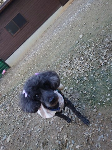 老犬ホーム大阪