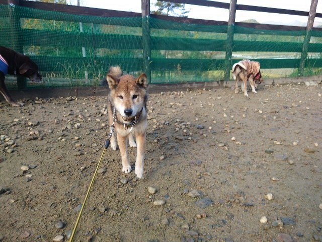 大阪の老犬ホーム