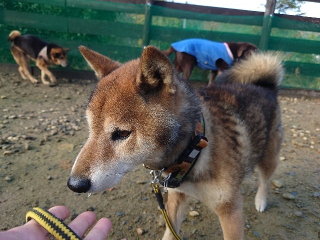 京都の老犬ホーム