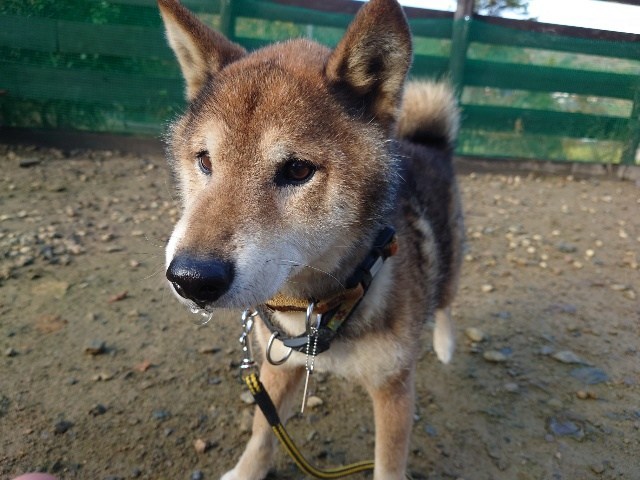 京都のドッグラン