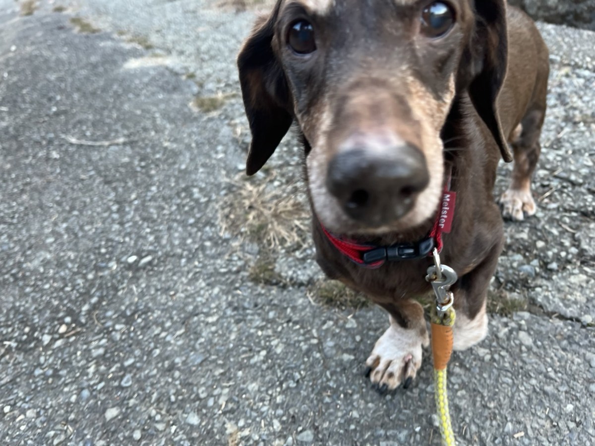 老犬ホーム大阪