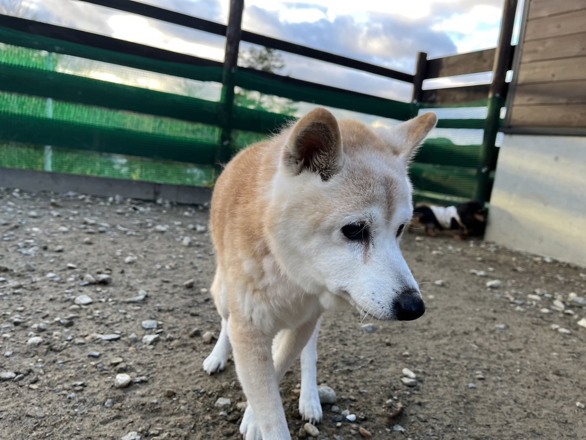 大阪の老犬ホーム