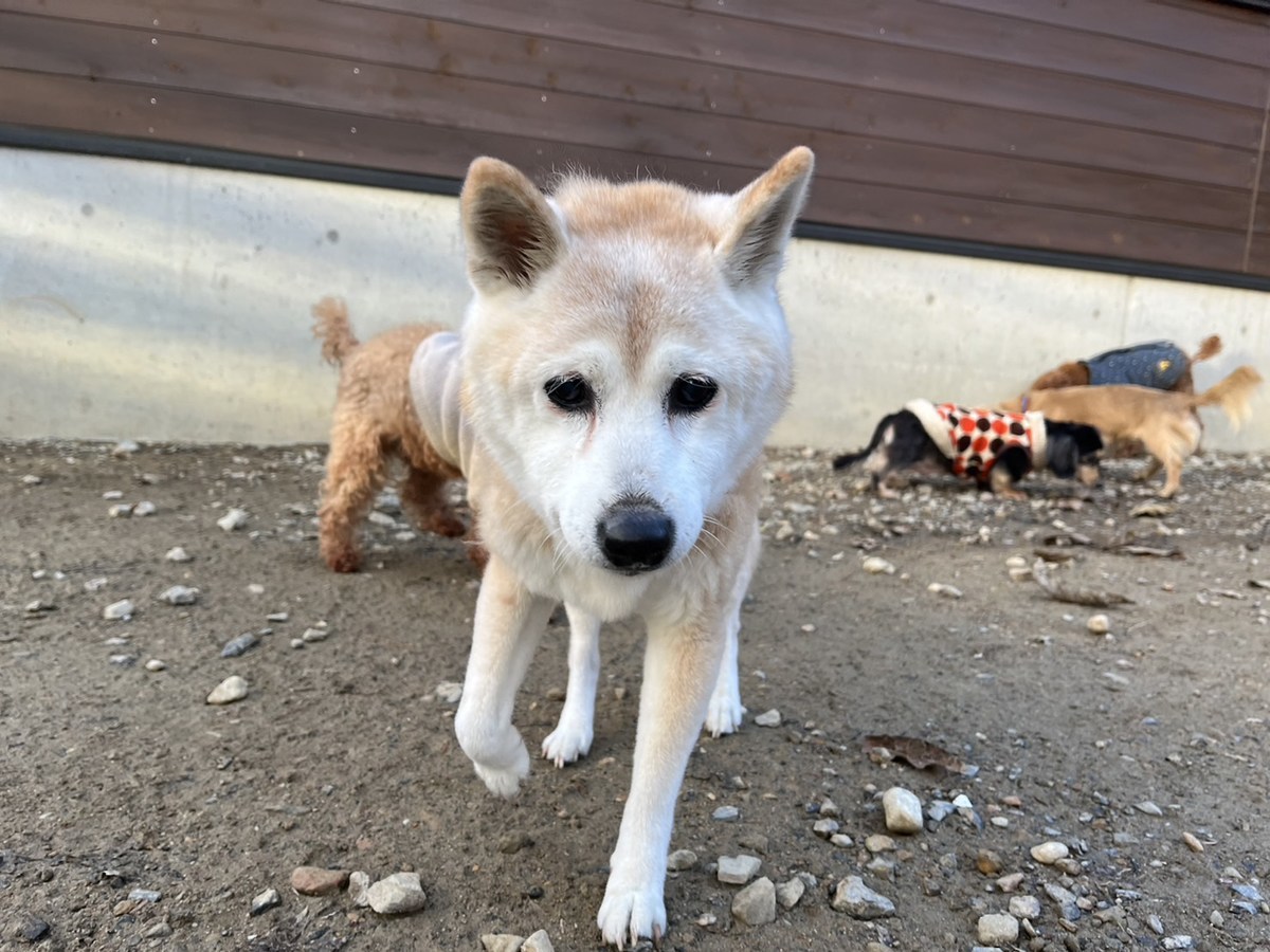 ドッグホテル京都