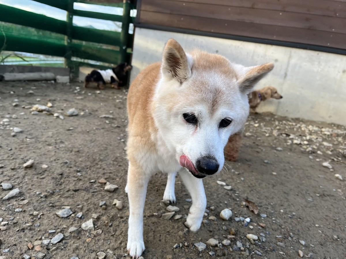 京都のドッグラン