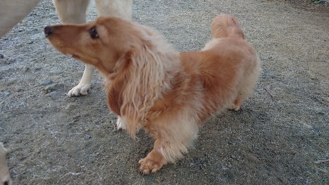 老犬ホーム大阪