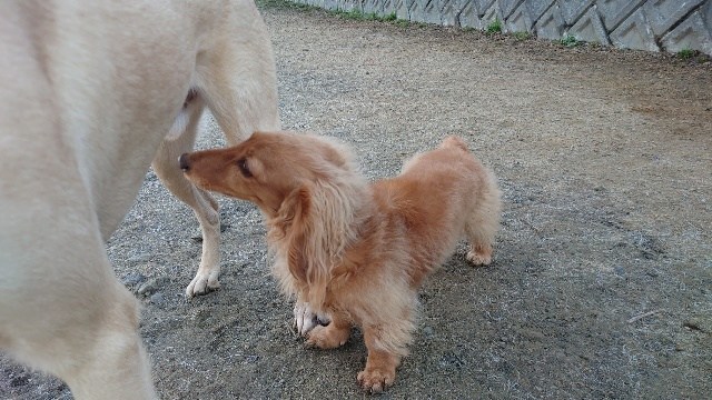 京都の老犬ホーム