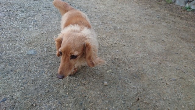 大阪の老犬ホーム