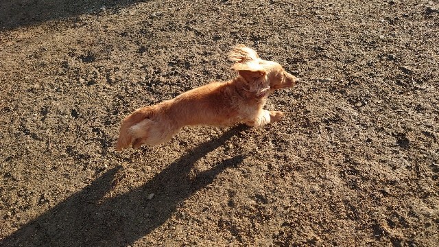 老犬ホーム大阪