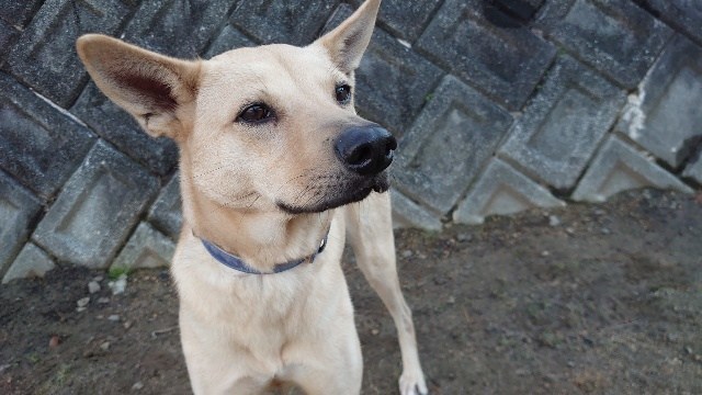 京都の老犬ホーム