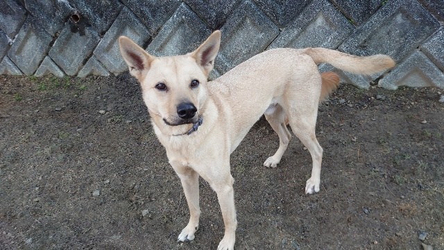 大阪の老犬ホーム