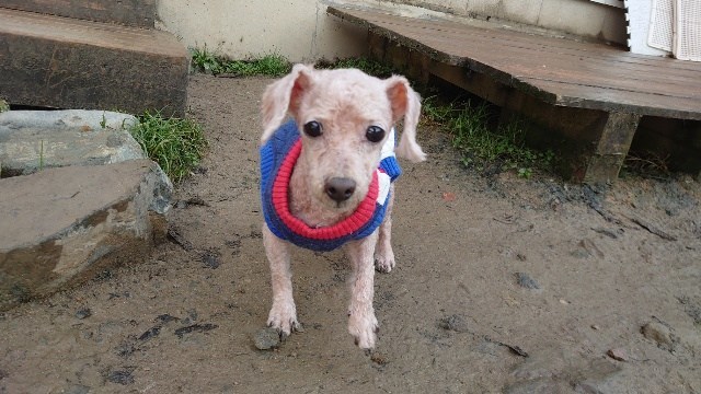 大阪の老犬ホーム