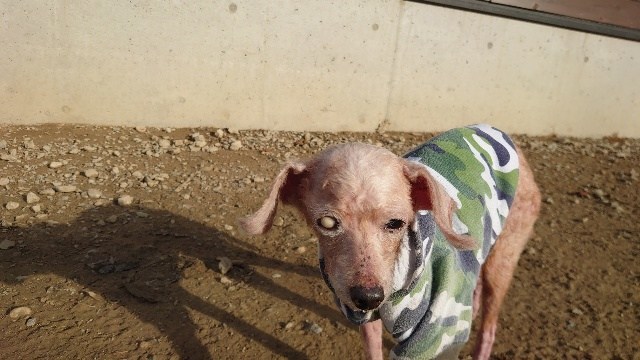 老犬ホーム大阪