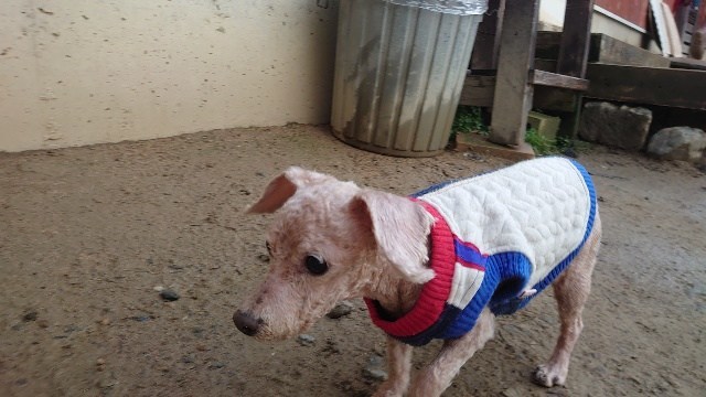 京都の老犬ホーム