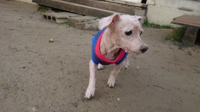 大阪の老犬ホーム