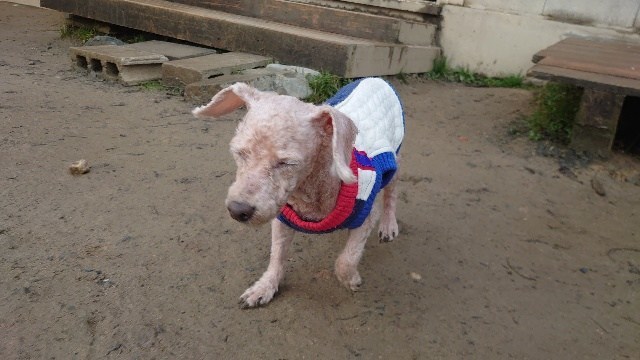 老犬ホーム大阪