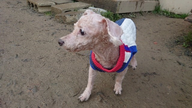 京都の老犬ホーム