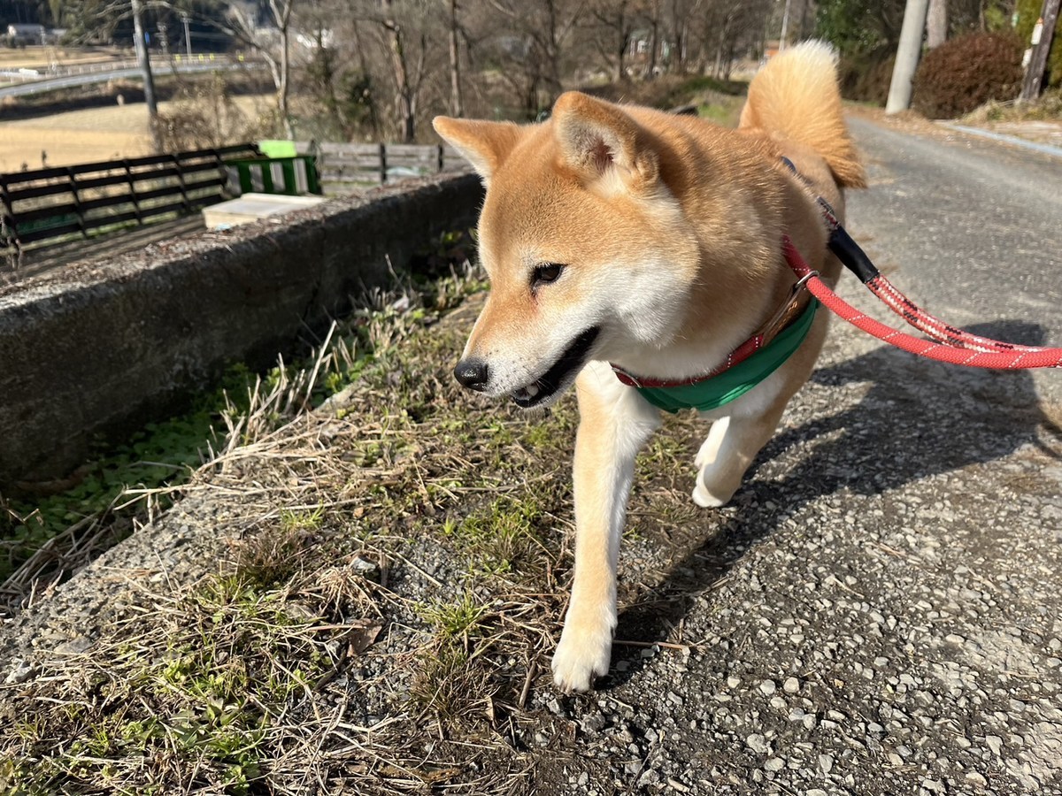 大阪の老犬ホーム