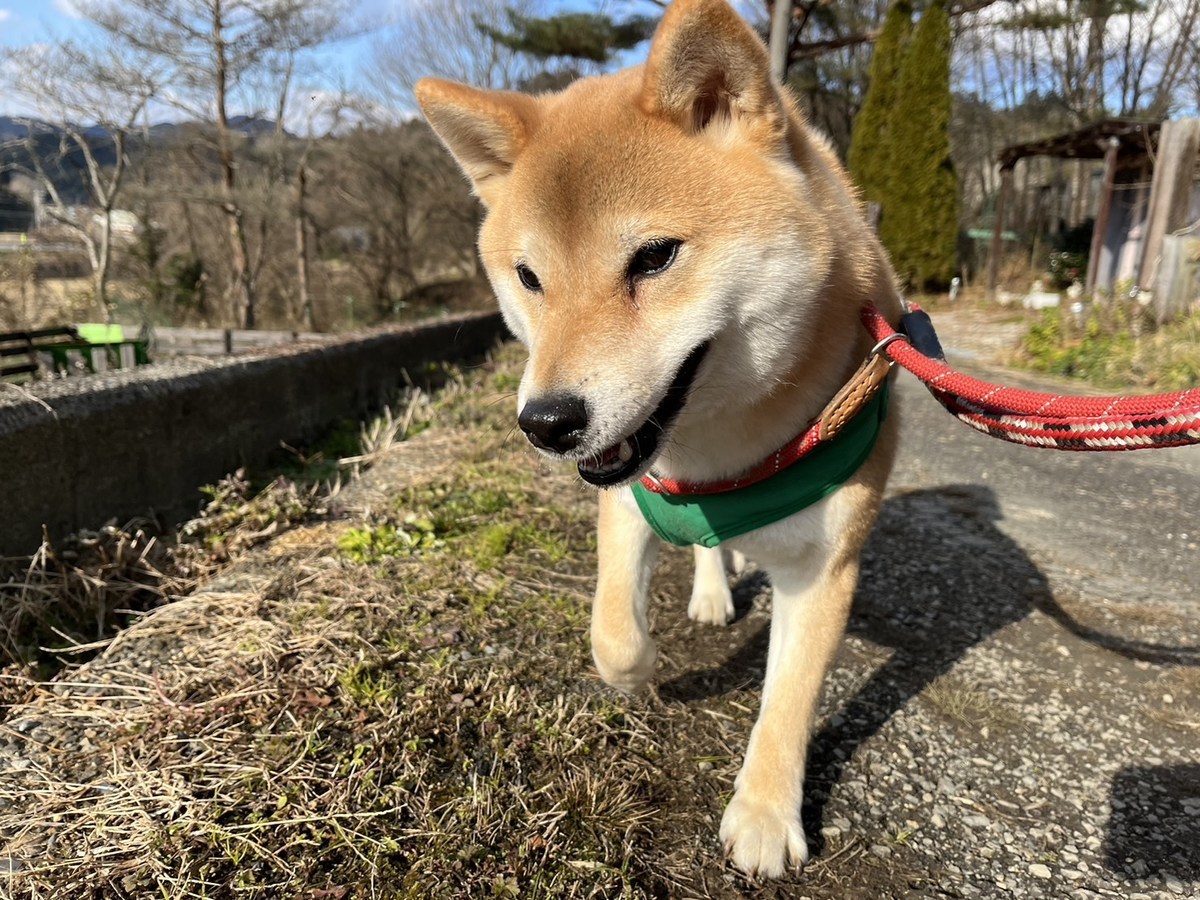 ドッグホテル京都