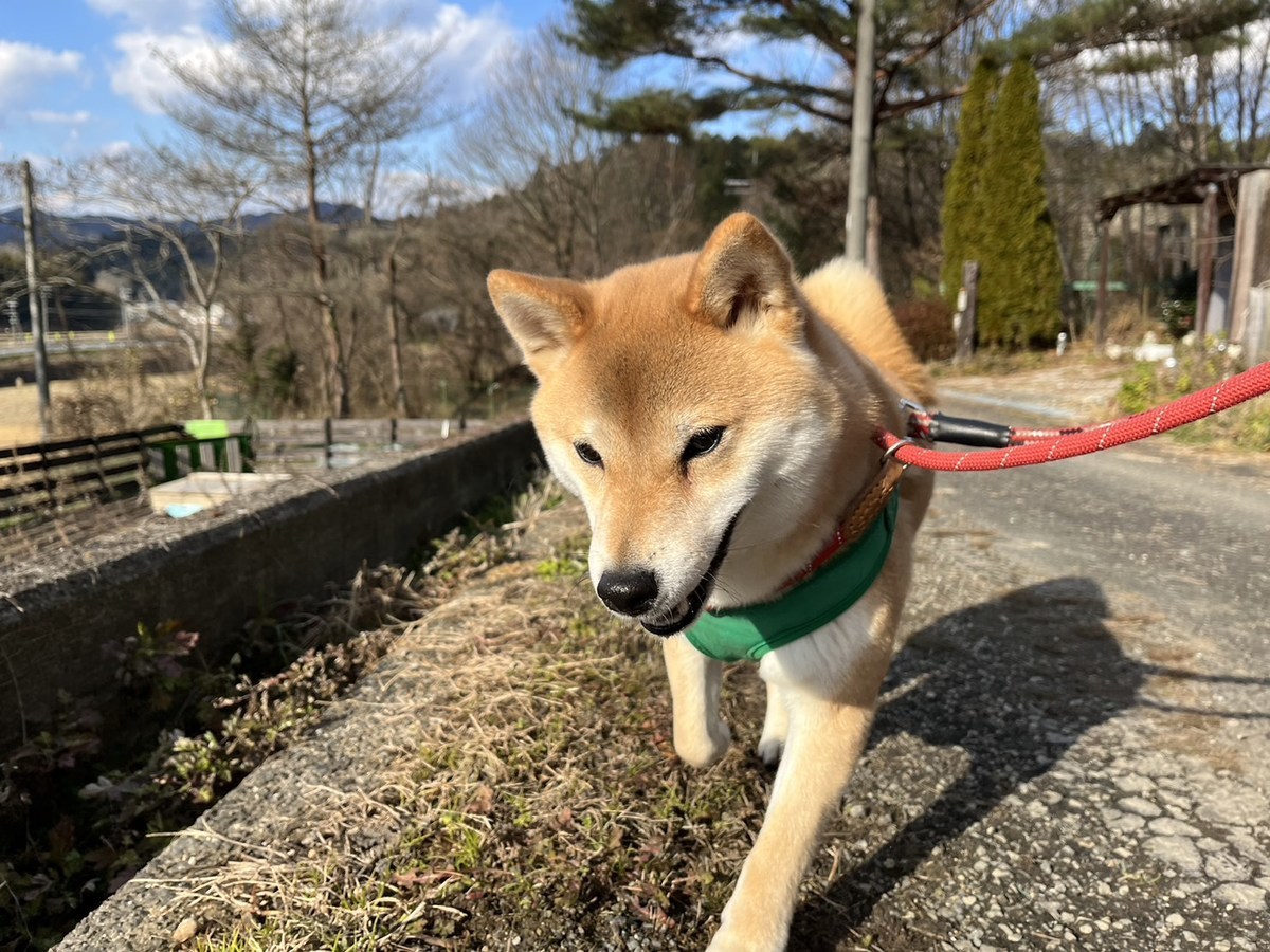 老犬ホーム大阪