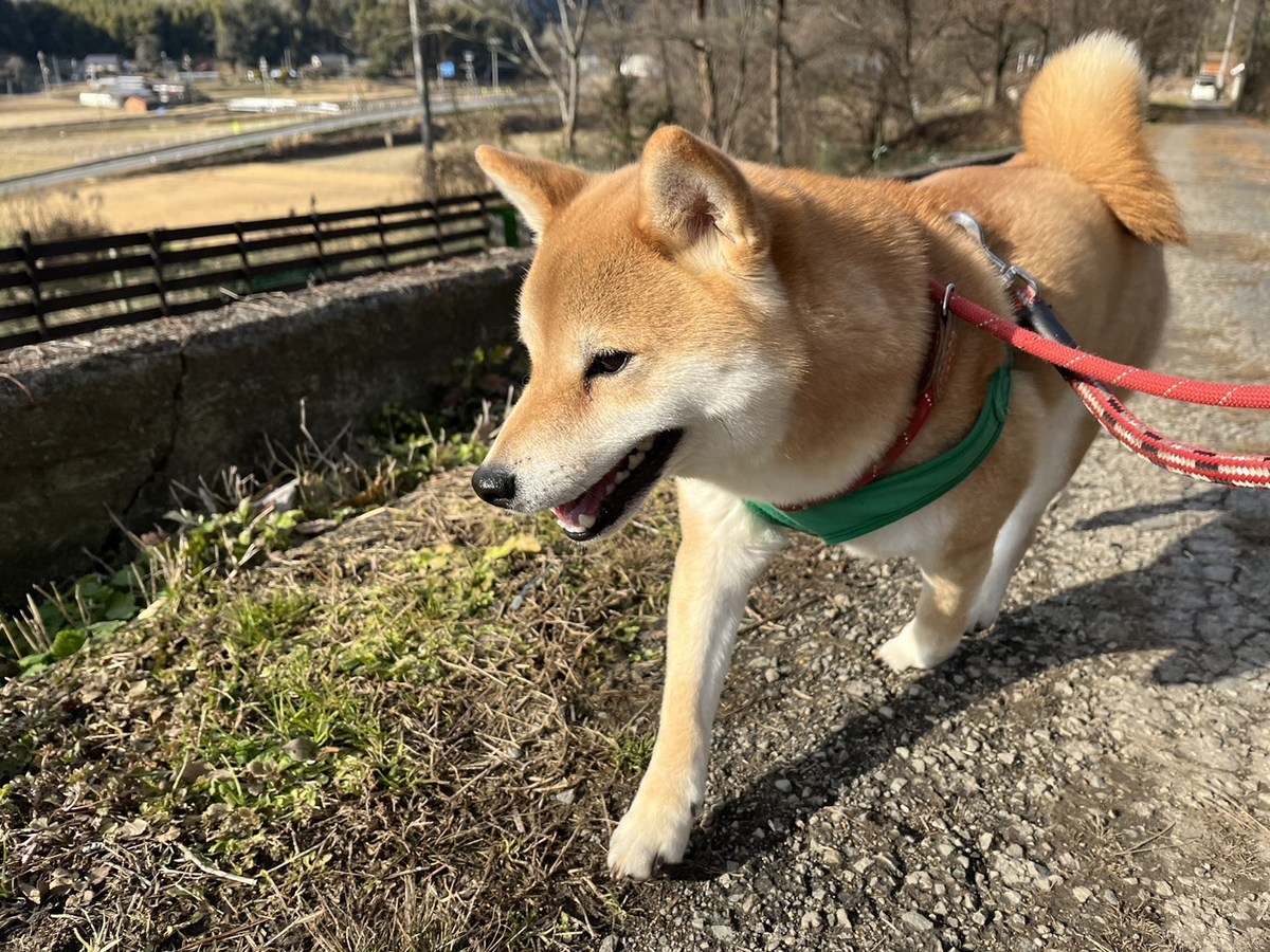 京都の老犬ホーム