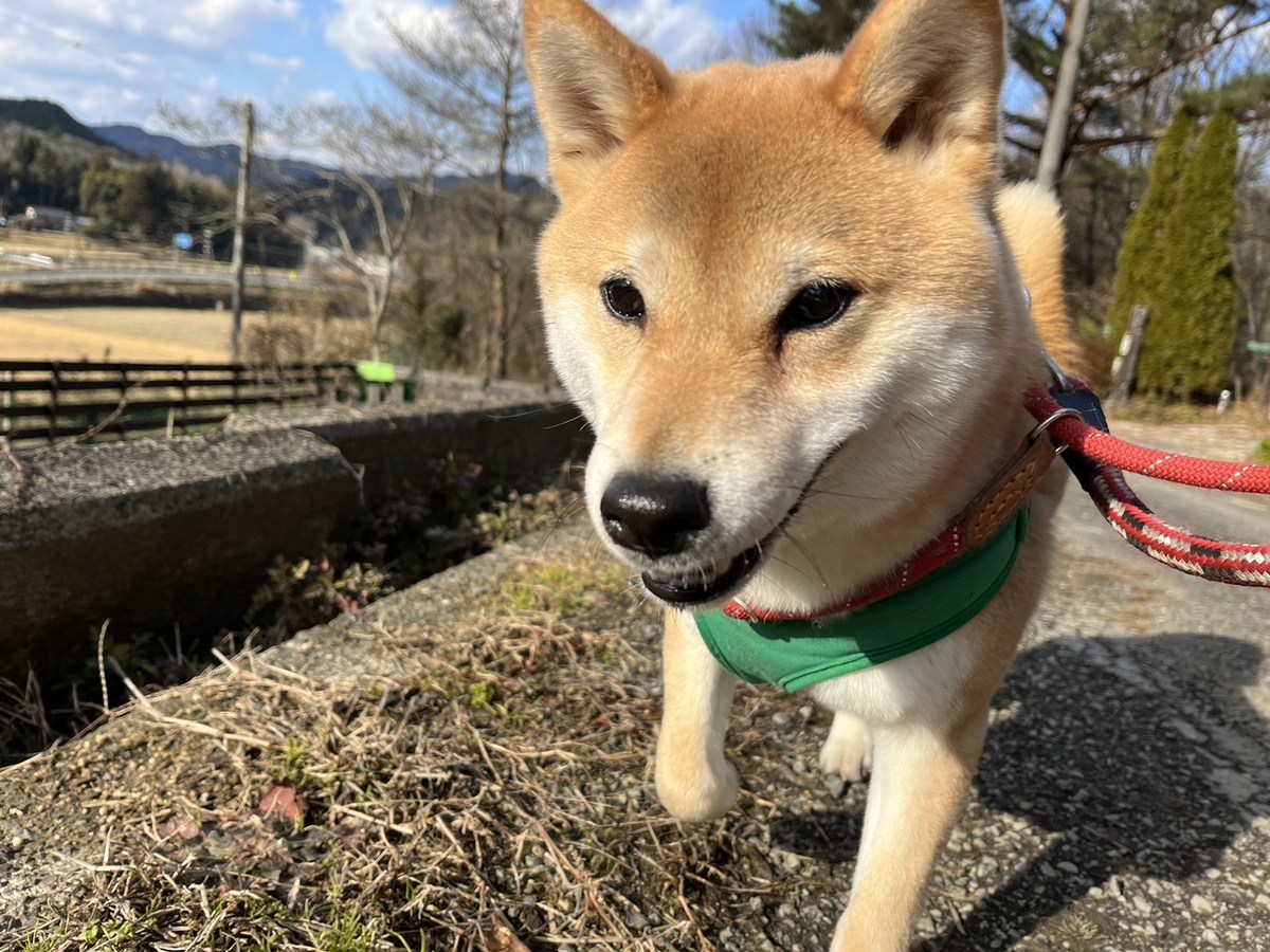 京都のドッグラン