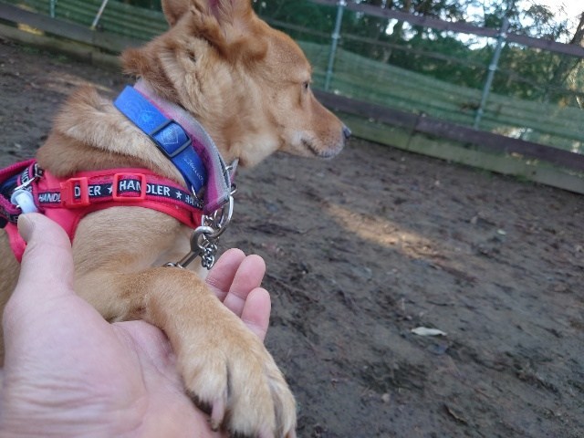 老犬ホーム大阪